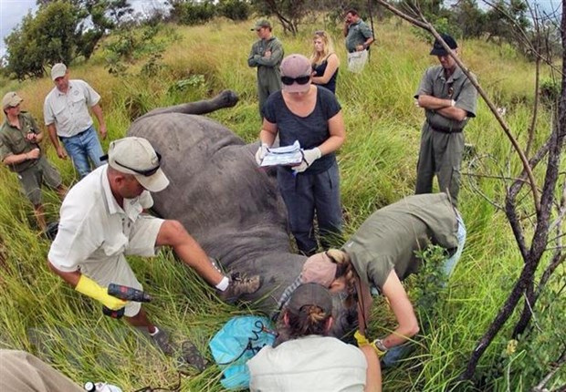 Nam Phi cứu tê giác bằng phương pháp tiêm thuốc độc vào sừng