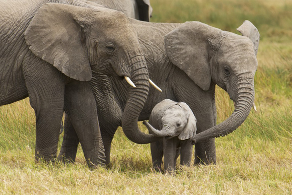Botswana được cho là nhà của khoảng 130.000 con voi, chiếm một phần ba tổng số voi ở châu Phi - Ảnh:Cathy Hart