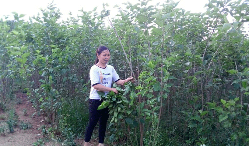 Từ những việc làm thiết thực của các cấp Hội Phụ nữ trong huyện đã góp phần thay đổi nhận thức của chị em, nhất là phụ nữ đồng bào DTTS. (Trong ảnh: Từ lúc chuyển từ trồng lúa 1 vụ sang trồng dâu nuôi tằm, cuộc sống của gia đình chị Ka Nghiều - xã N’Thol Hạ, đã ổn định hơn). Ảnh: T.Vũ