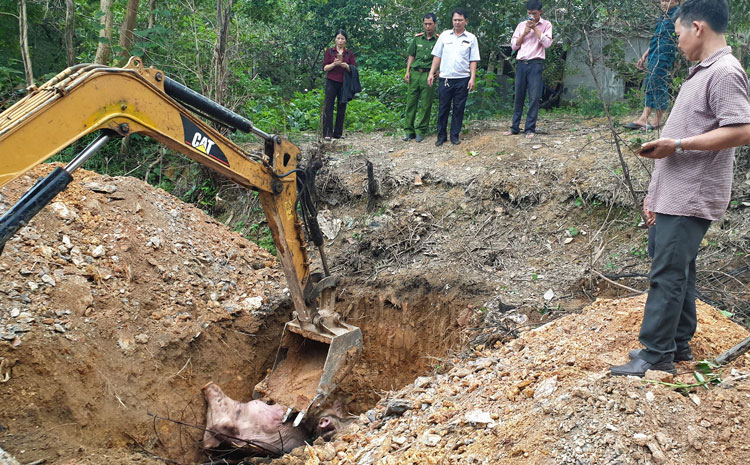 Huyện Đạ Huoai tiến hành tiêu hủy heo mắc bệnh tại xã Mađaguôi