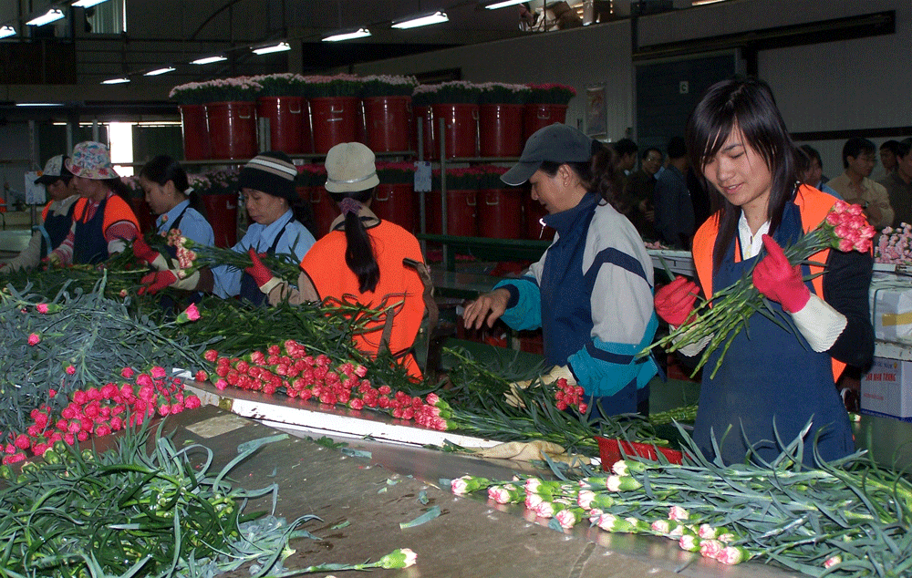 Festival Hoa Đà Lạt lần thứ VIII sẽ có 13 chương trình lớn