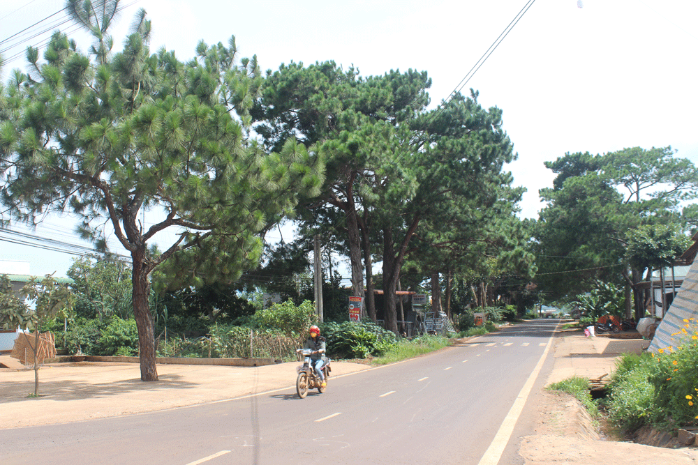 Những cây thông không &quot;cô đơn&quot;