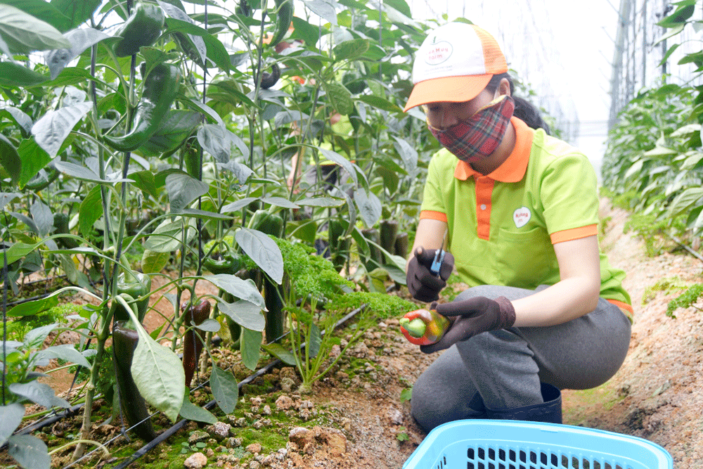 Sản xuất nông nghiệp CNC tại Kiến Huy Farm, Đạ Sar. Ảnh: D.Quỳnh