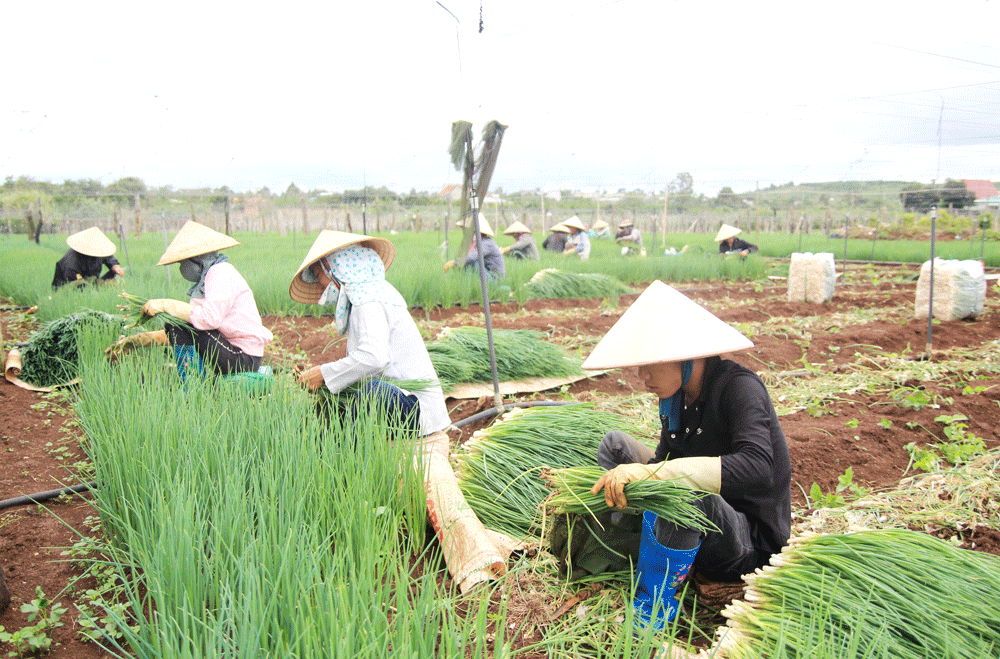 Sản xuất nông nghiệp ở Tân Hội ngày càng hiệu quả