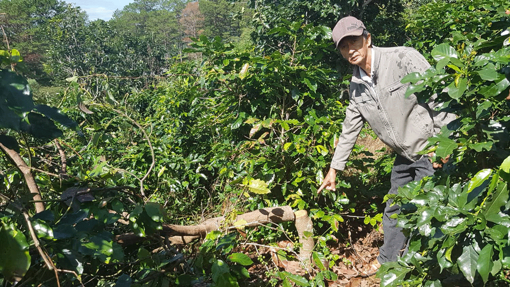 Kẻ xấu cưa hạ hàng chục cây bơ, hồng đang cho thu hoạch