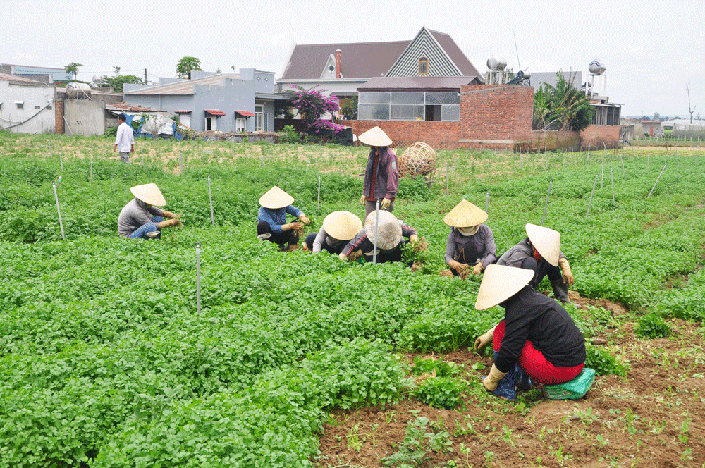 Thu hoạch rau tại Lạc Lâm - Đơn Dương. Ảnh: V.T