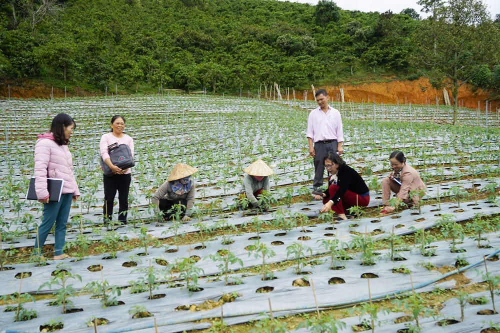 Đoàn công tác kiểm tra thực tế hiệu quả vay vốn của hội viên