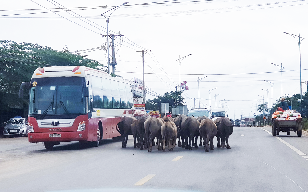 Đàn trâu vô tư "dạo chơi" trên Quốc lộ