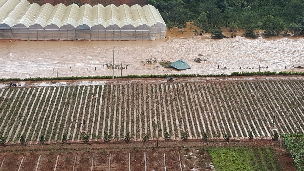 Nhiều diện tích rau, màu ở xã Lát bị thiệt hại nặng do mưa lũ