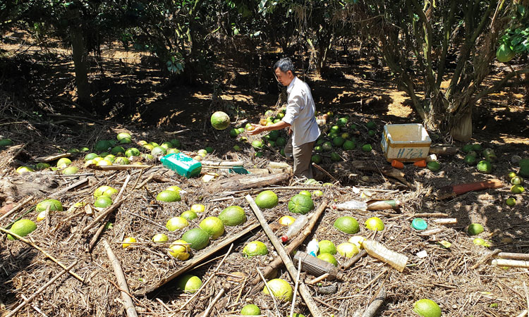 Bưởi da xanh của ông Nguyễn Hoàng Cường (xã Đạ Lây) bị nước lũ tuốt rụng khắp vườn