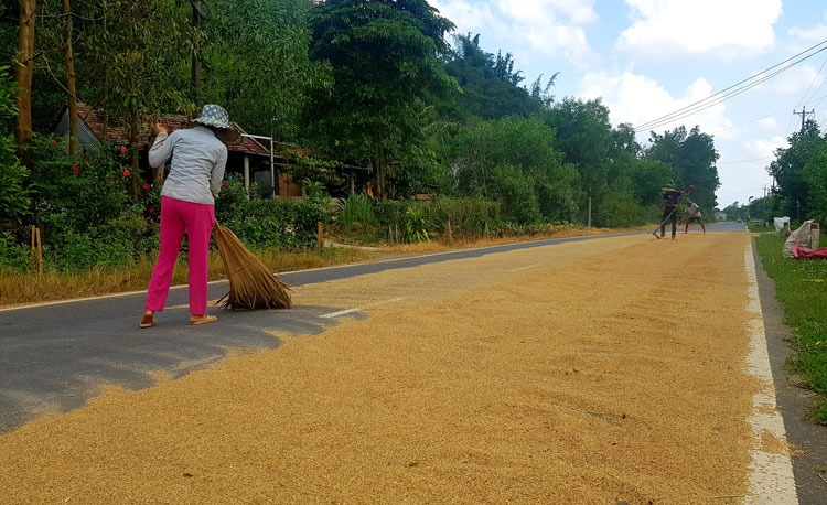 Cần có giải pháp hướng dẫn, hỗ trợ nông dân xử lý lúa sau thu hoạch