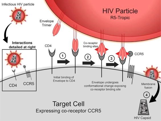 Một đột biến gene khá hiếm giúp cơ thể người chống lại sự lây nhiễm virus HIV.