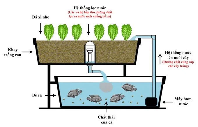 Mô hình kết hợp nuôi cá và trồng rau thủy canh