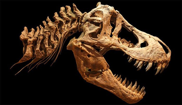 Hộp sọ T-Rex. (Ảnh: Sciencedaily)