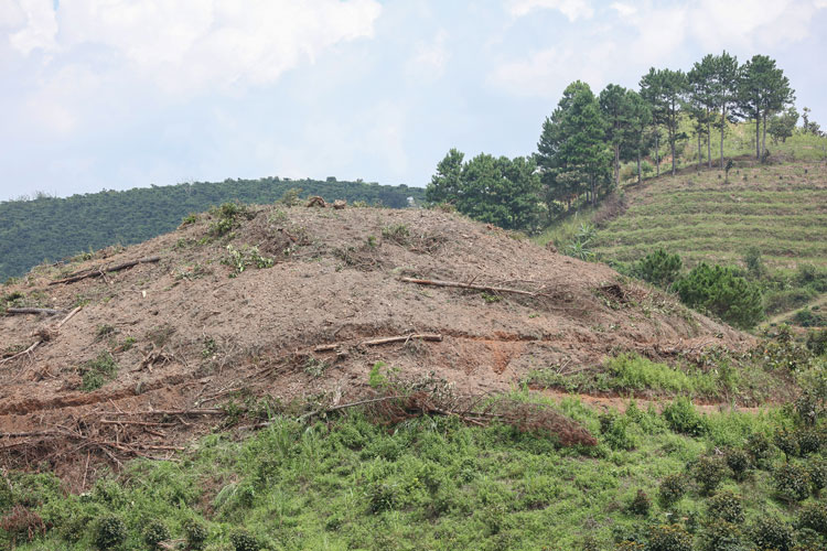 UBND tỉnh chỉ đạo khẩn trương điều tra, xử lý vụ phá rừng lấy đất sản xuất nông nghiệp