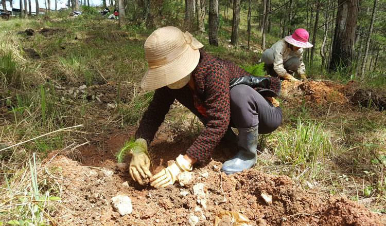 Công nhân trồng lại thông trên diện tích đất rừng bị lấn chiếm trái phép