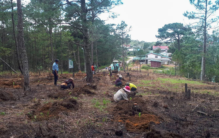 Công nhân trồng lại thông trên diện tích đất rừng bị lấn chiếm trái phép