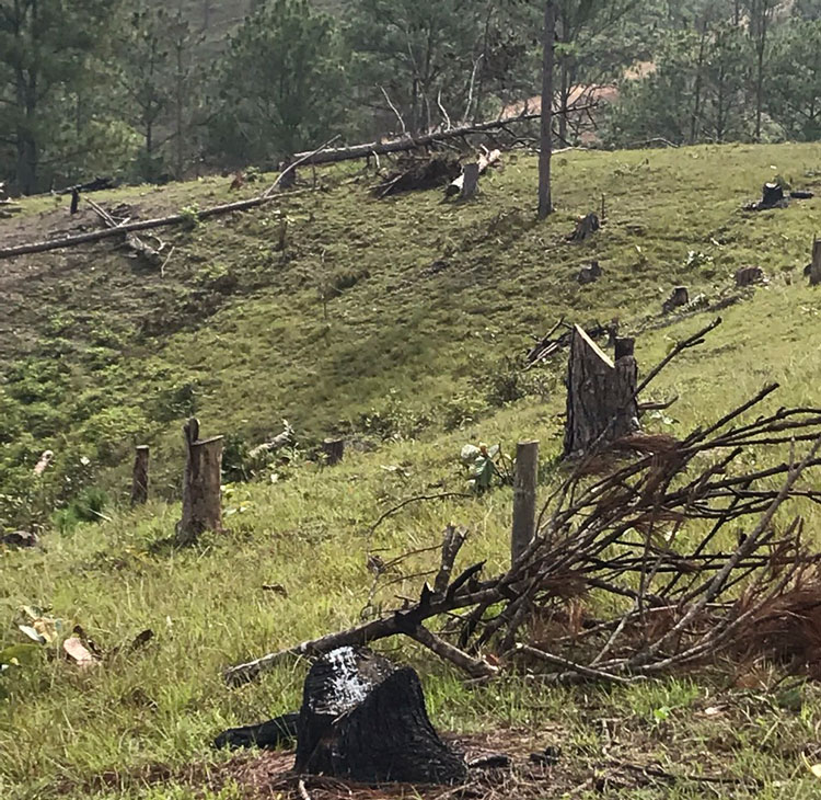 Diện tích rừng bị phá và lấn chiếm trái phép ở Tiểu Khu 261