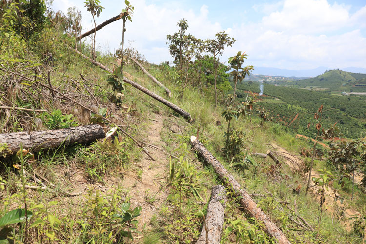 Tăng cường công tác quản lý bảo vệ và phát triển rừng