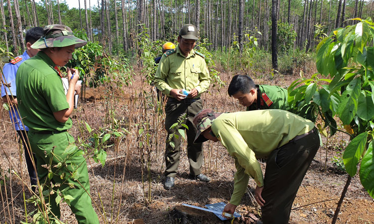 Cần làm rõ trách nhiệm của các tổ chức, cá nhân để mất rừng cộng đồng