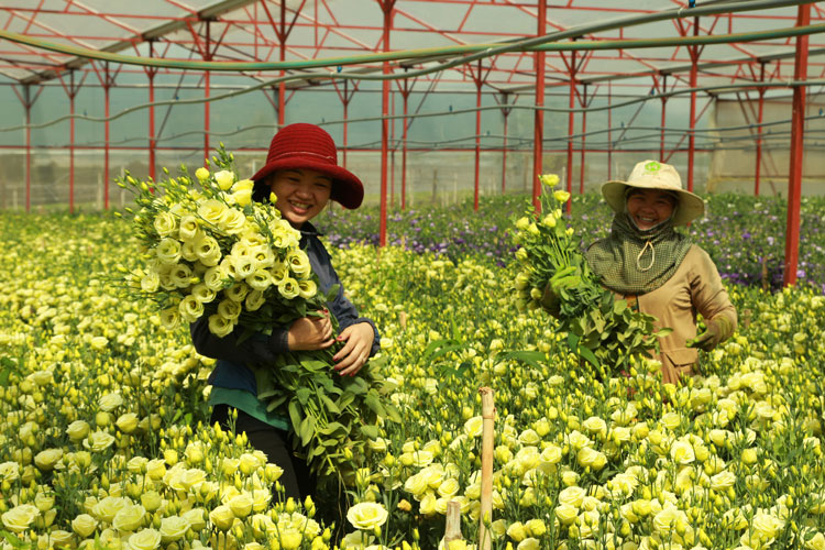 Chuyển đổi cơ cấu cây trồng mang lại hiệu quả kinh tế cao cho người nông dân