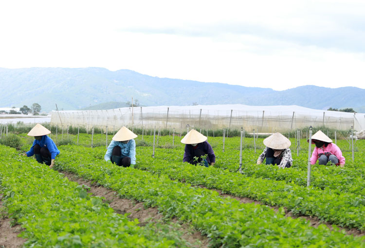 Nền nông nghiệp ứng dụng công nghệ cao đã và đang góp phần thay đổi đời sống nhân dân