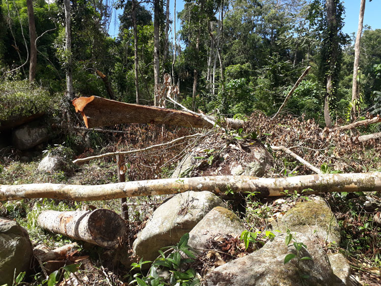 Đam Rông: Phát hiện vụ xâm hại hơn 6.500 mét vuông rừng phòng hộ