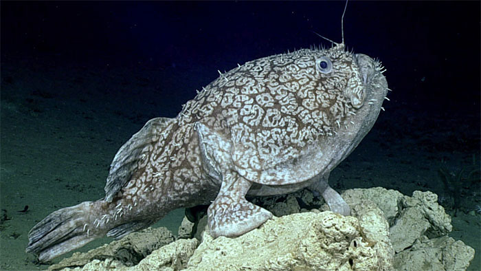 Loài cá này có thể ăn con mồi lớn gần gấp đôi và có vây biến đổi đặc biệt trông như chân voi.