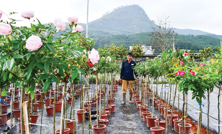 Mỗi ngày, Trang trại Trọng Hằng xuất vườn bán khoảng 500 chậu hoa hồng cổ các loại. Ảnh: V.Việt