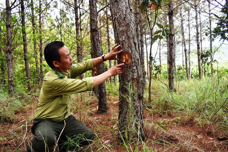 Thủ đoạn ken cây, đổ hóa chất phá rừng ở Đức Trọng xảy ra trong năm 2019. Ảnh: V.Việt