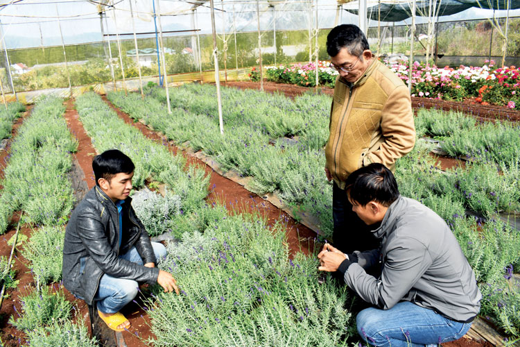 Cử nhân Trần Hữu Dũng (người đứng) trong vườn hoa Lavender liên kết sản xuất nguyên liệu chiết xuất nước hoa Miss Đà Lạt ở làng hoa Vạn Thành, Đà Lạt