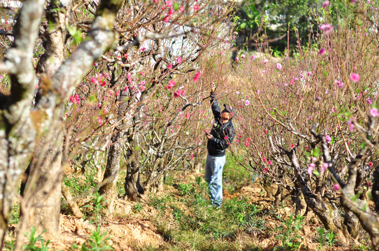 Để duy trì vườn đào có lượng cây cho thuê ổn định, hàng năm anh Bùi Văn Sang chỉ cho thuê 50% số cây