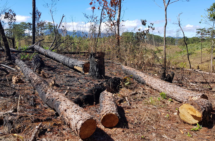 Hiện trường rừng thông ở xã Phi Liêng bị cưa hạ trái phép 