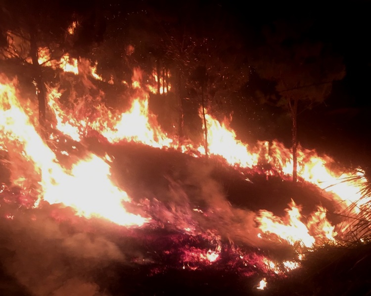 Vụ cháy gây thiệt hại khoảng 3 ha rừng thông trồng từ năm 2010 tại Tiểu khu 478 (xã Lộc Châu)
