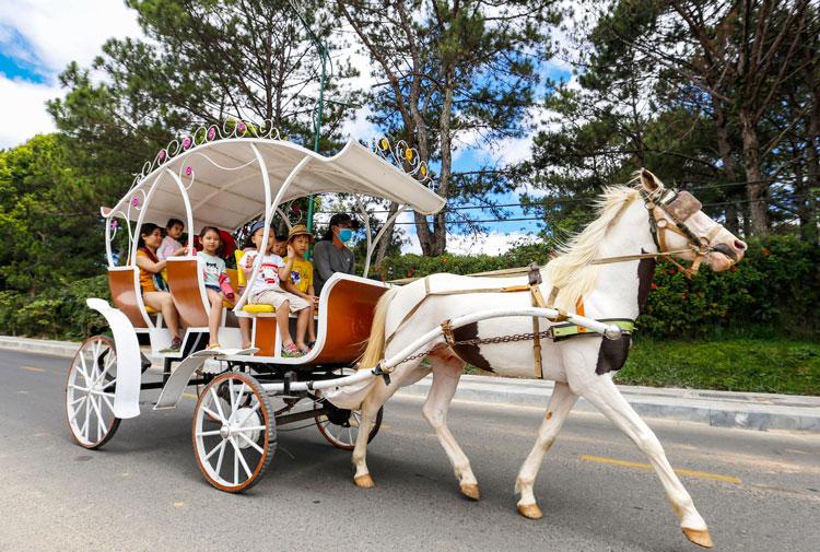 Dịch vụ chở du khách bằng xe ngựa chạy quanh hồ Xuân Hương bắt đầu hoạt động nhộn nhịp trở lại sau thời gian tạm nghỉ