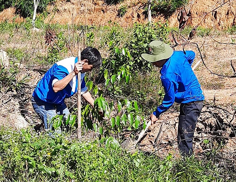 Thanh niên Cát Tiên trồng cây sao trong khuôn viên Khu di tích lịch sử căn cứ kháng chiến Khu VI