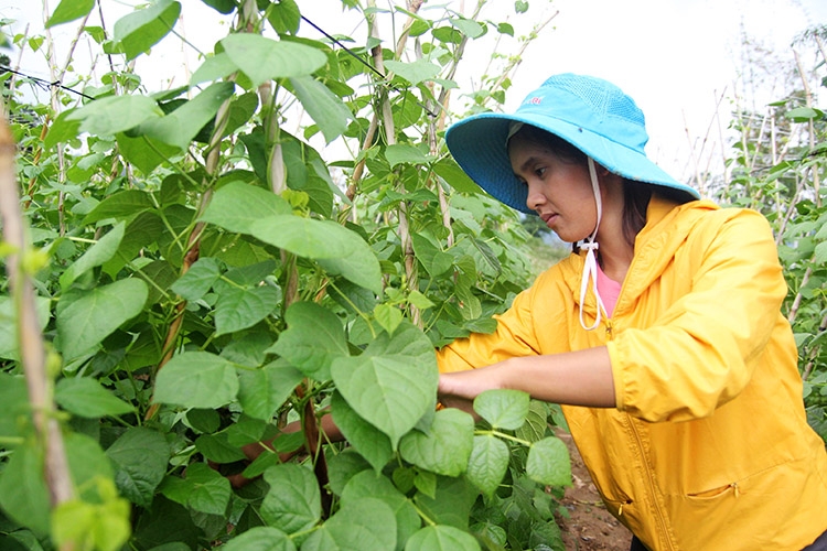 Thay vì trồng lúa, những nông dân trẻ như gia đình chị Nai Trinh chuyển sang trồng các loại rau, củ, quả để đáp ứng tốt hơn nhu cầu của thị trường