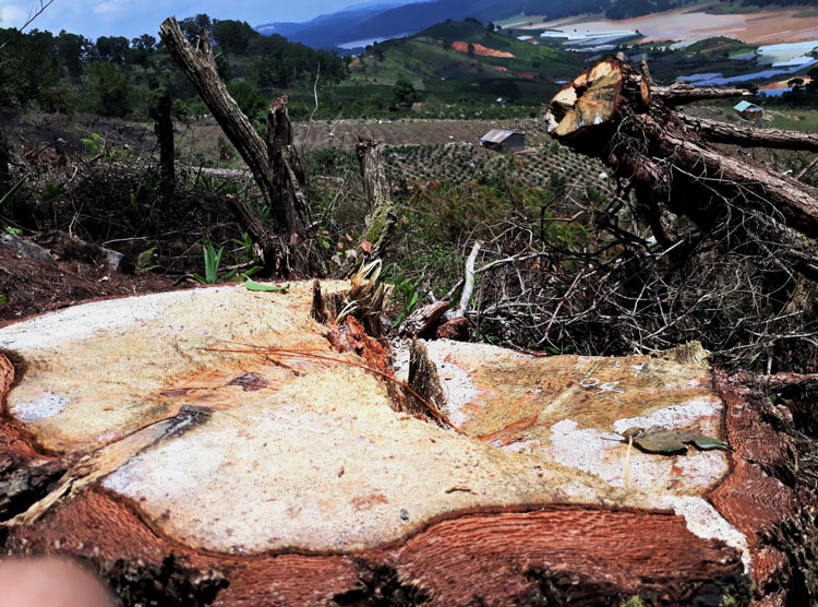 Hiện trường phá rừng ở núi Langbiang