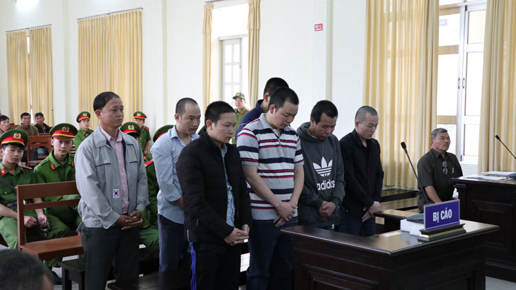 7 bị cáo lãnh án tù vì liên quan đến vụ hủy hoại rừng thông ở Lâm Hà