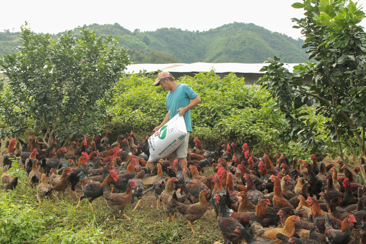 Phát triển kinh tế nhờ chăn nuôi