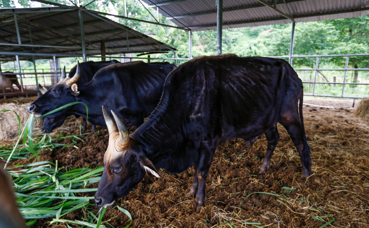 Hoàn tất bàn giao đàn bò tót lai cho Vườn Quốc gia Phước Bình