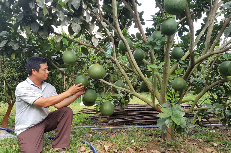 Tái cơ cấu ngành nông nghiệp theo hướng phát triển bền vững