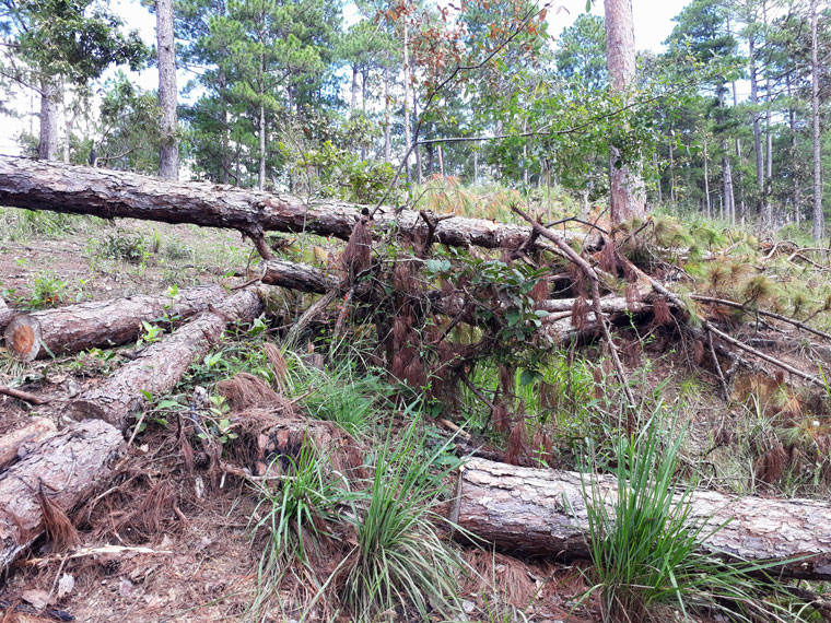 Kiểm tra dự án nghỉ dưỡng, sân golf để xảy ra phá rừng
