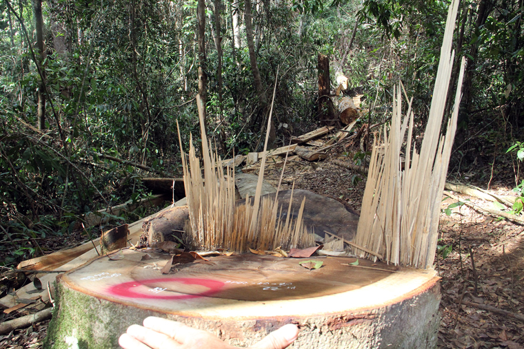 Vụ phá rừng tự nhiên tại Tiểu khu 390, lâm phần Công ty TNHH Một thành viên Lộc Bắc quản lý thiệt hại trên 110 m3 gỗ