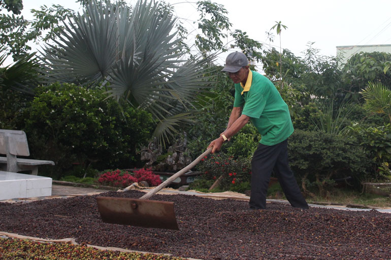 Cây cà phê mang lại thu nhập ổn định cho bà con xã Lộc Thanh