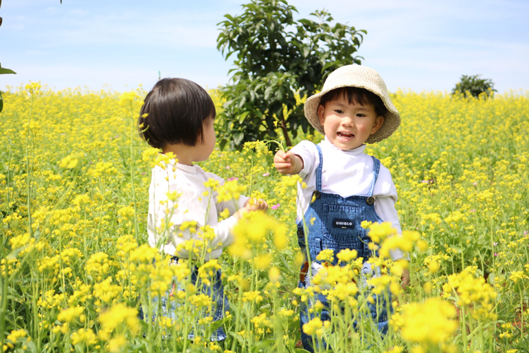 Những em bé thích thú vui đùa giữa cánh đồng hoa cải