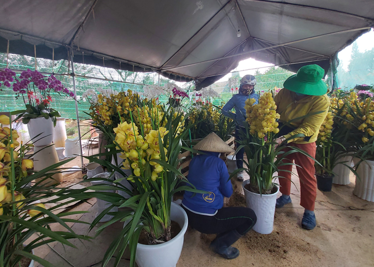 Các thương lái cẩn thận đóng gói hoa địa lan cho khách ở khu vực các xã trên địa bàn Đơn Dương