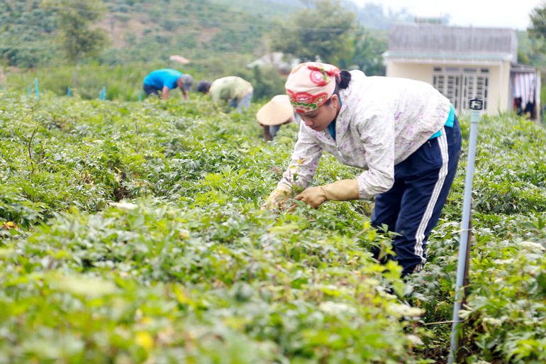 Thời gian qua, Đam Rông đã đạt được nhiều thành tựu trong sản xuất nông nghiệp