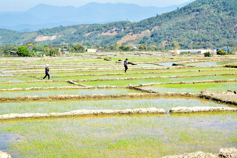 Đam Rông: Chủ động phòng, chống hạn cho cây trồng