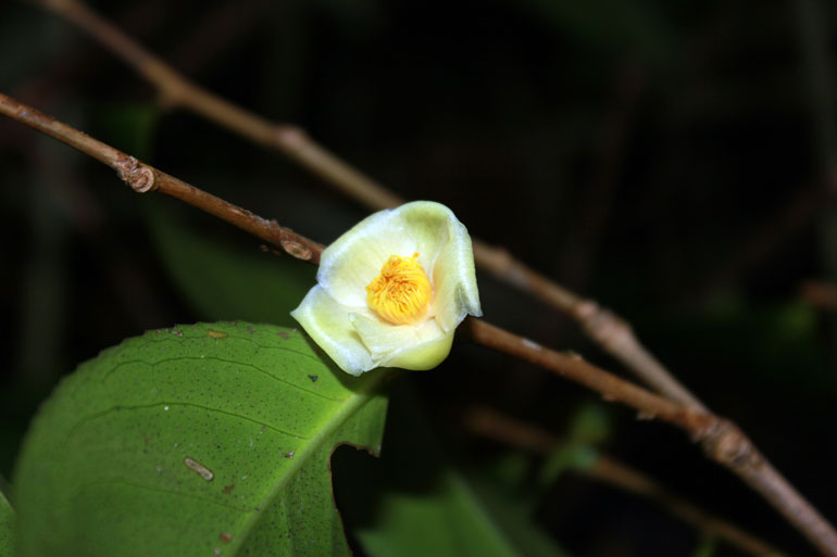 Trà mi Bidoup (Camellia bidoupensis). Ảnh: VQG Bidoup - Núi Bà